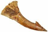 Fossil Sawfish (Onchopristis) Rostral Barb - Morocco #322870-1